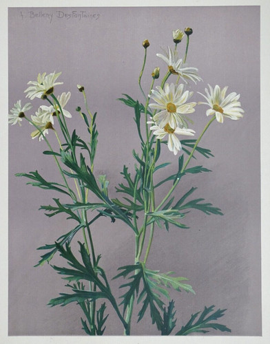 Anthemis bellery desfontaines - bellery,