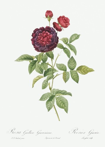 Rosa gallica gueriniana - gallica, rose