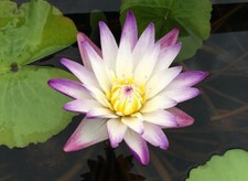 15 GRAINES DE VIE AQUATIQUE joie violette « lotus nymphaea »