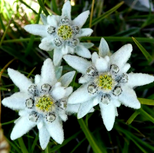 Graines edelweiss - d',
