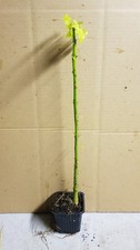 Erythrina corallodendron /