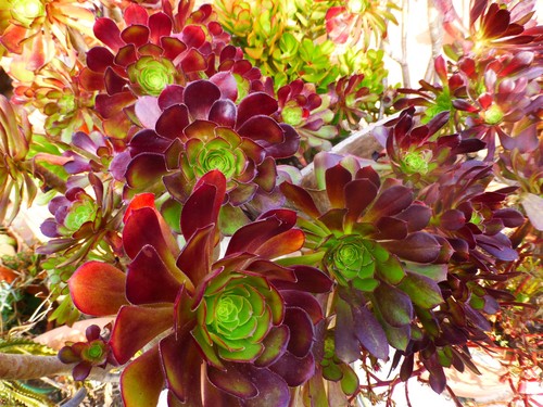 9tronçons aéoniums cutting - aéoniums,