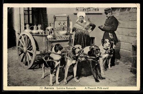 Carte postale laitière - carte,