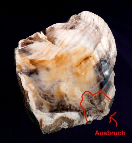 Bois fossilisé oregon - bois,