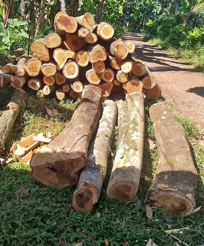 Golden teak tree seedss - tree,