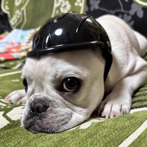 Casque motorcycle chien - motorcycle,