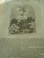 Arec détails sur le Bétel