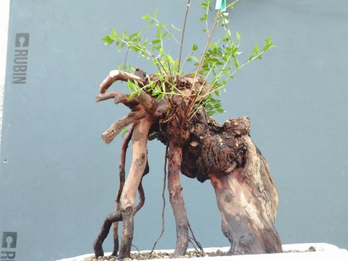 Bonsaï myrte 20 cm - bonsaï,