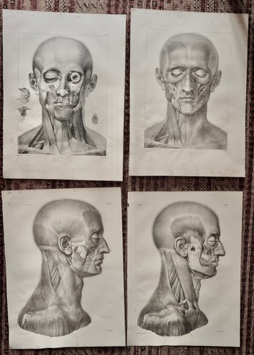 Anatomie medecine bourgery - anatomie, 4