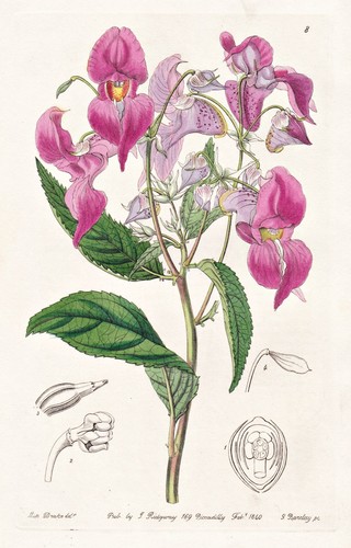 Impatiens macrochila inde - impatiens,
