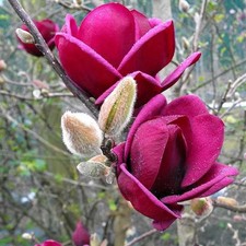 Magnolia 'Genie' à fleurs pourpres - Plant compact