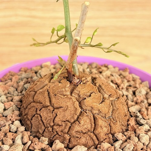 Dioscorea éléphantipes pot - éléphantipes,,