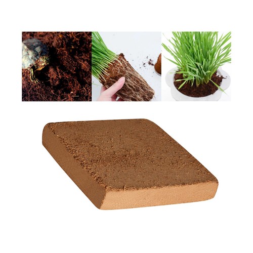 Plantation terre noix de - noix,