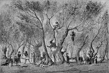 GRÈCE - RÉCOLTE des OLIVES au milieu du 19e siècle - Gravure du 19e siècle