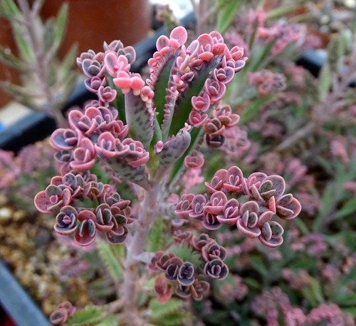 Kalanchoe pink butterfly - pink,