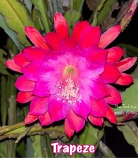Epiphyllum trapèze - 🌺,