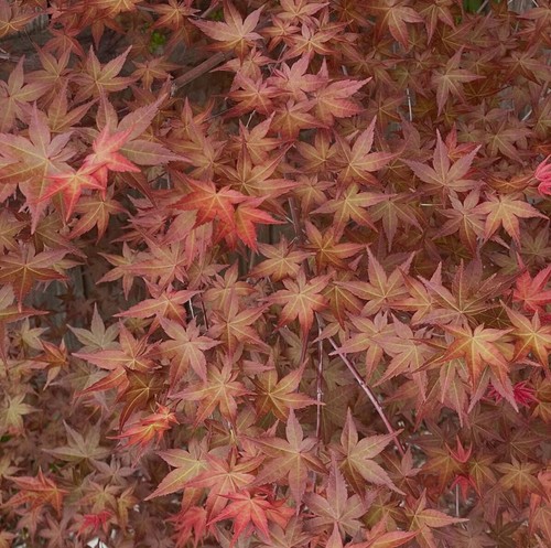 Acer palmatum corallinum - acer, 'corallinum'