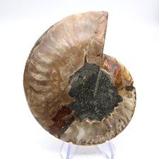 Spécimen ammonite majeure - spécimen,