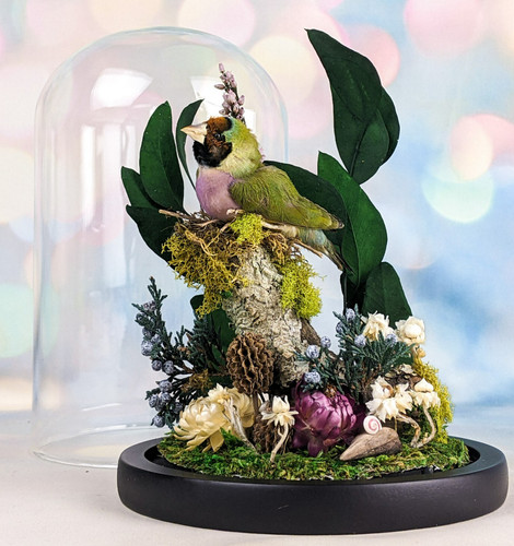 Gouldian finch glass - gouldian,