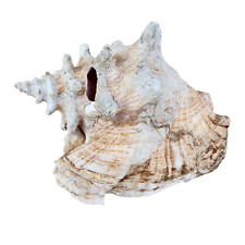 Coquillage Collection Strombus Géant Lambi Conque 24cm / Sea Shell