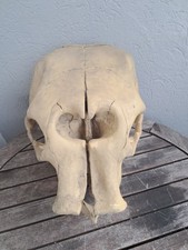 Réplique de crâne en résine polyuréthane moulée