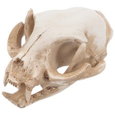 Squelette de chat en résine