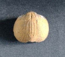 Fossile Coquillage Brachiopode
