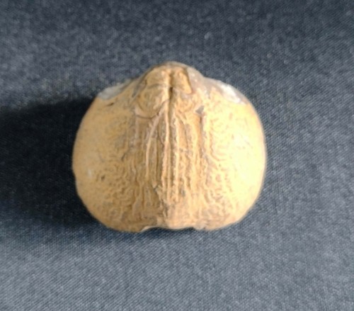 Fossile coquillage brachiopode - coquillage,