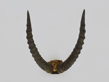 Superbe Ancien grand trophée