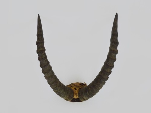 Superbe ancien grand - ancien, trophée