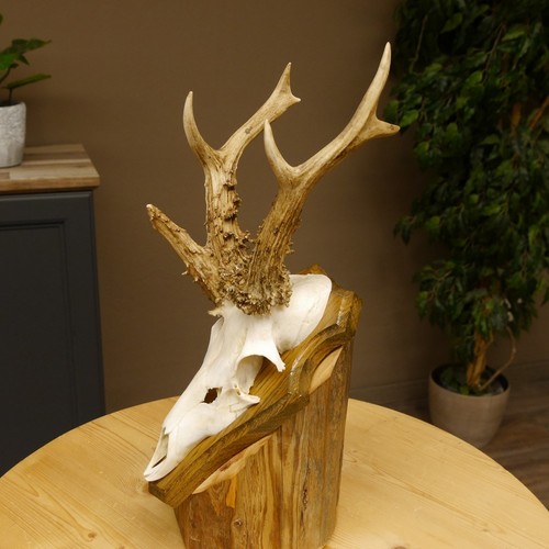 Bois cerf abnormal - cerf,