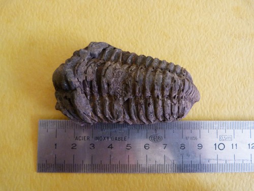 Trilobite colpocoryphe grandis - colpocoryphe,