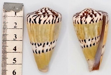 Coquillage de collection