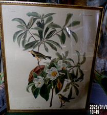 Audubon OISEAU  LITHOGRAPHIE