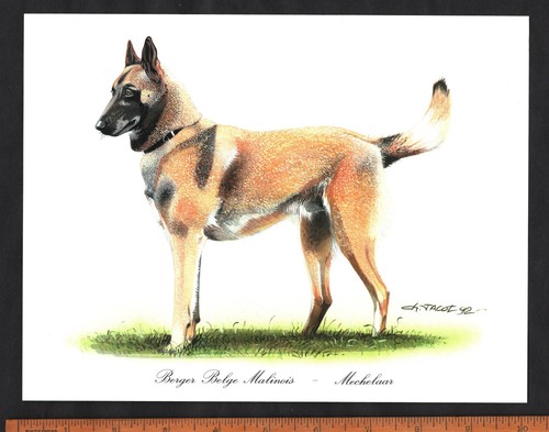 Belgian malinois dog - dog, stunning