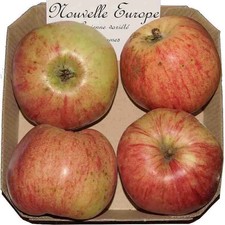 Pommier ancien 'Nouvelle