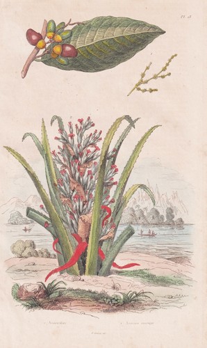 Anacardier ananas sauvage noix - sauvage,