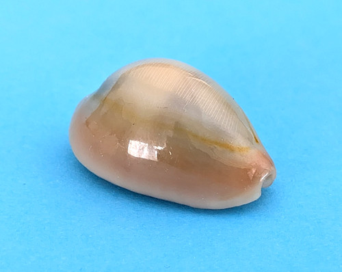 Cypraea annulus meli - 23,9, mm