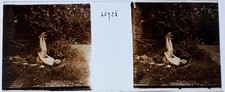 ATRIUM VERASCOPE RICHARD FEMMES NUES 1900 PLAQUE STEREOSCOPIQUE 45x107 VERRE