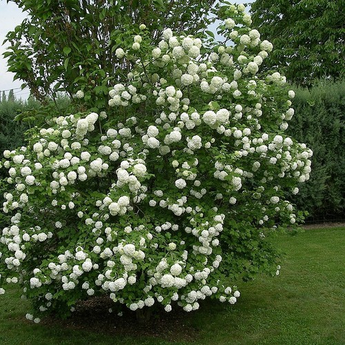 Viorne boule neige roseum - de,