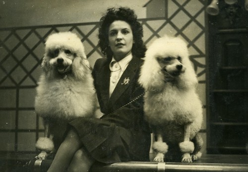 France paris dog show - france, royal