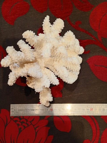 Corail blanc lot - lot, 2