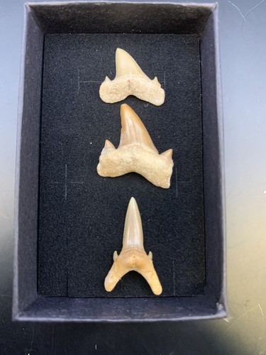 Dents requin fossiles - requin,
