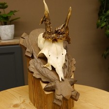 Bois de Cervidés Anormal