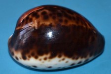 SEA SHELL - COQUILLAGES - CYPRAEIDAE - CYPRAEA TIGRIS NIGER - 59.30mm