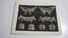 1850.lithographie couleur  os