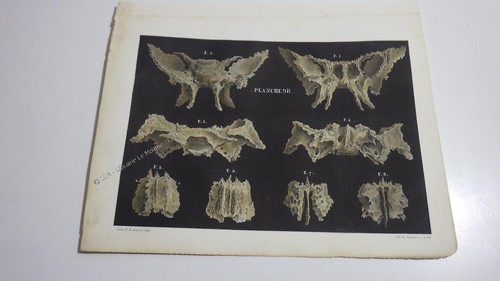 1850 lithographie couleur os - 1850.lithographie,