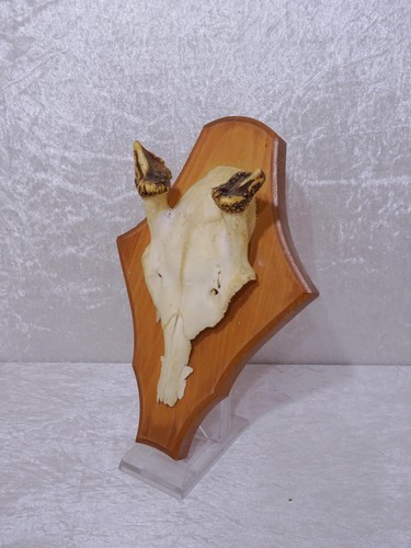 E6jcsr cerf corne bois - cerf,