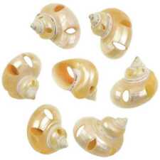 Coquillages turbo goldmouth