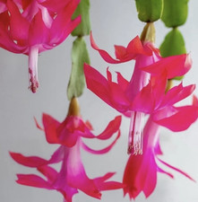 Bouture schlumbergera rose - bouture,